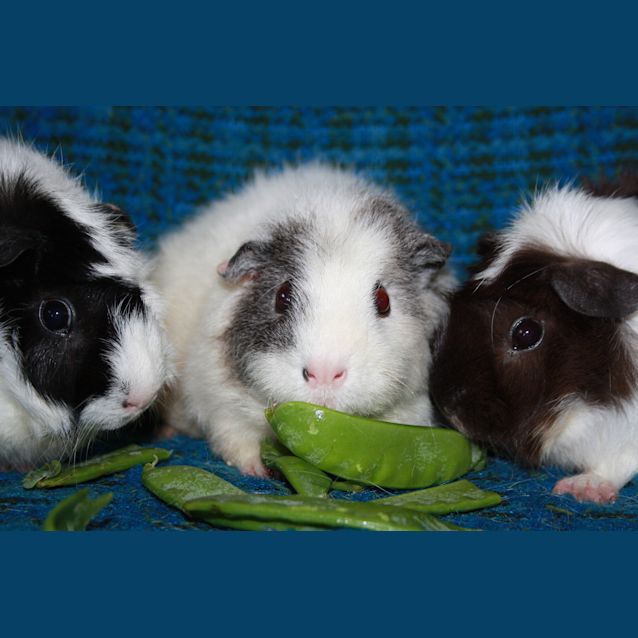 Photo of Shelly, Miss Piggie & Simone