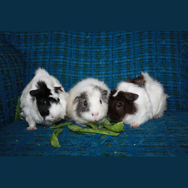 Photo of Shelly, Miss Piggie & Simone
