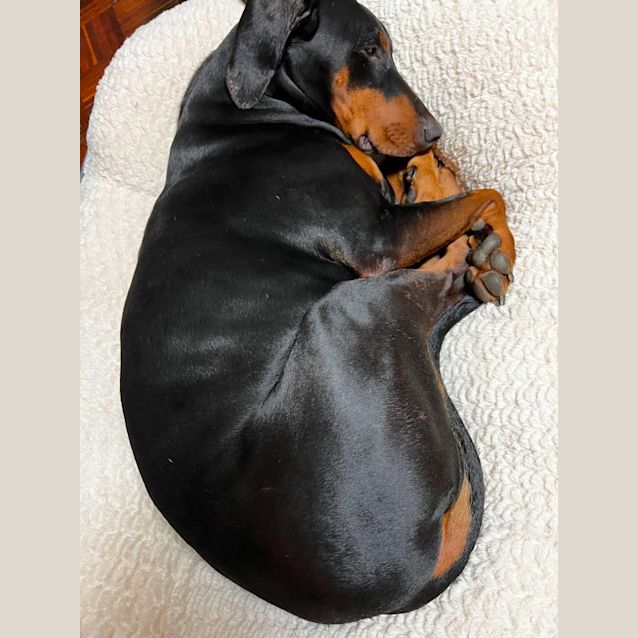 Photo of Dobermann Maya