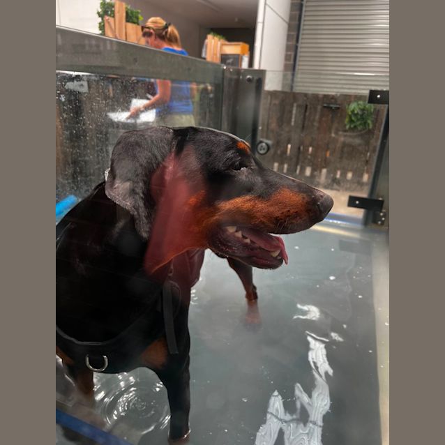 Photo of Dobermann Maya