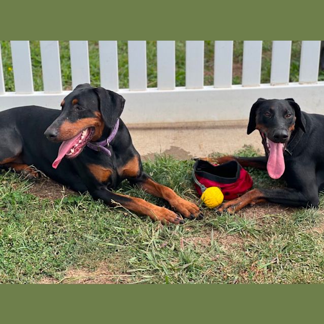 Photo of Dobermann Maya