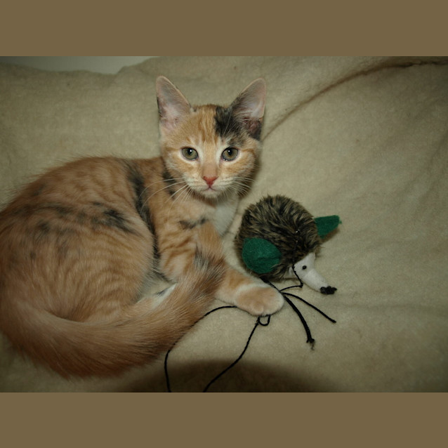 Photo of Savannah