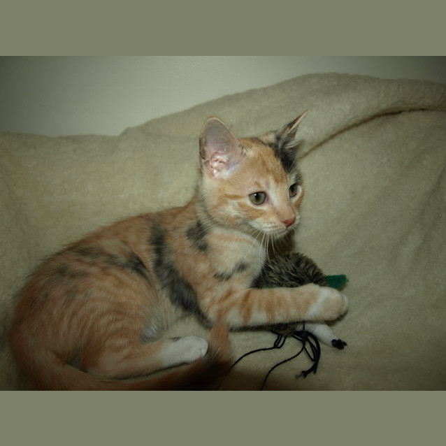 Photo of Savannah