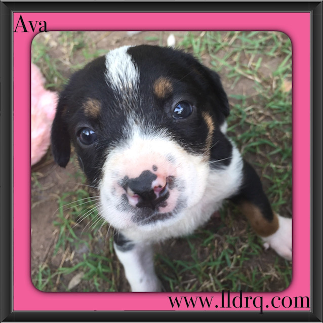 Photo of Ava