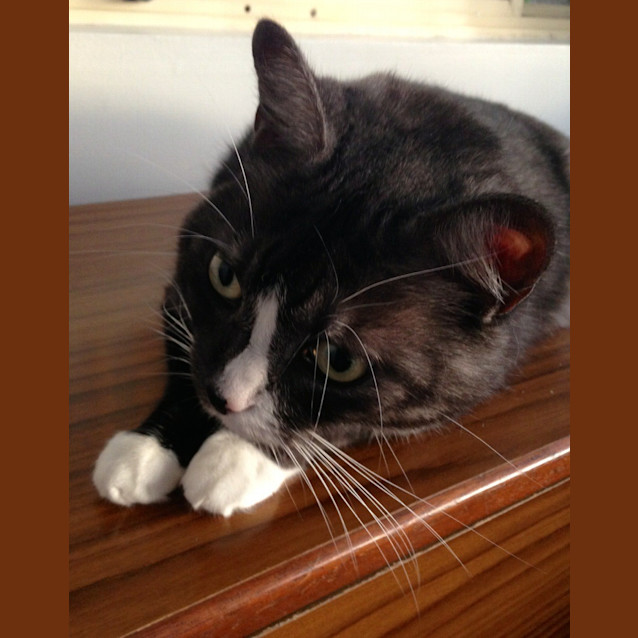 Photo of Dakota Aka Meow Meow