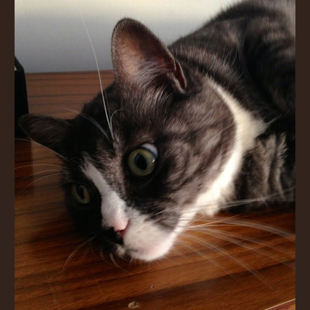 Photo of Dakota Aka Meow Meow