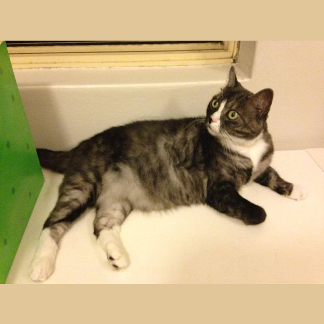 Photo of Dakota Aka Meow Meow