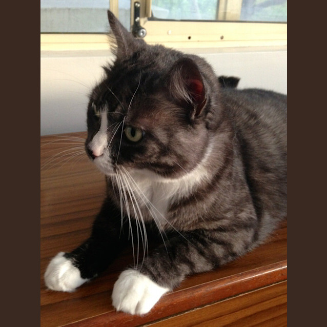 Photo of Dakota Aka Meow Meow