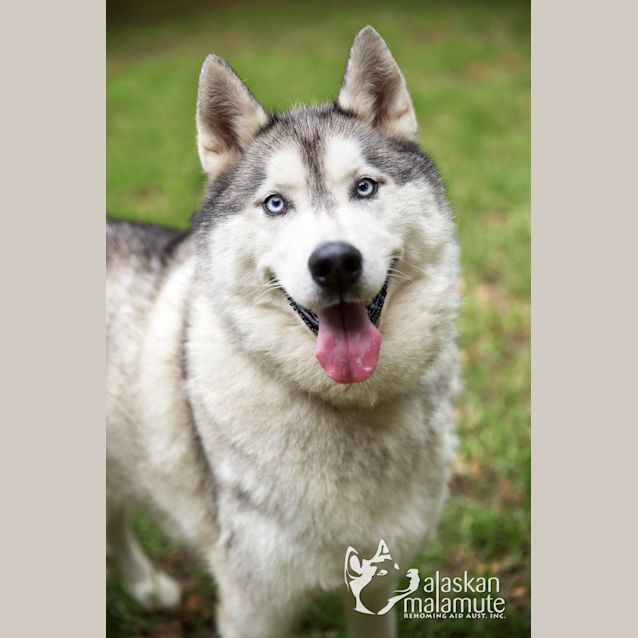 Photo of Kodi