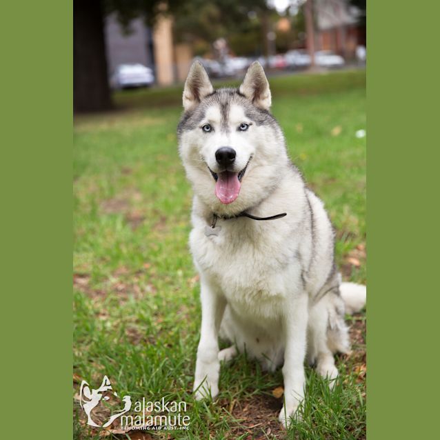 Photo of Kodi