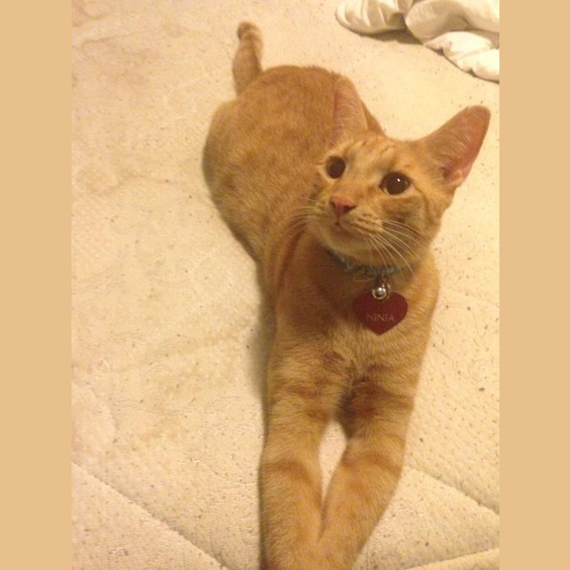 Photo of Ginger Ninja