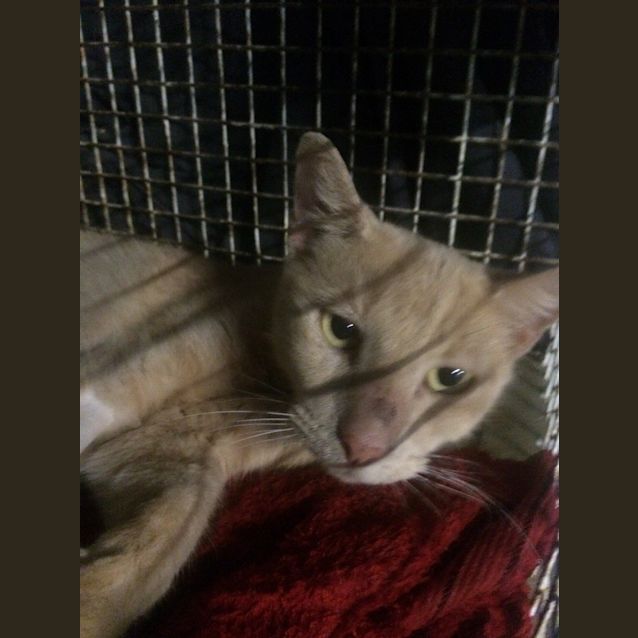 Photo of Biscuit