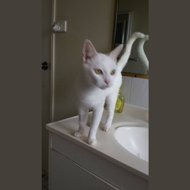 Photo of Angel 
