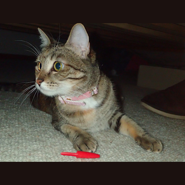 Photo of Gypsy