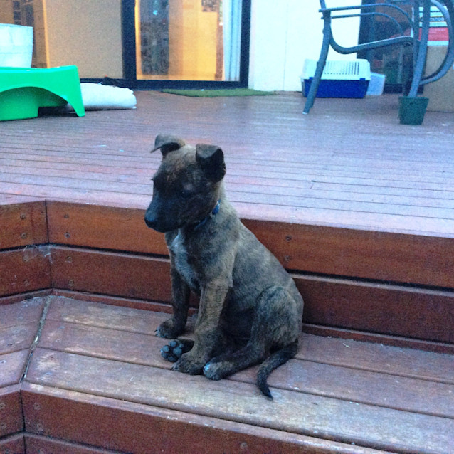 Photo of Sapphire