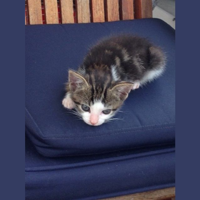 Photo of Bogart