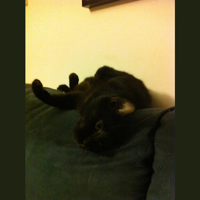 Photo of Midnight