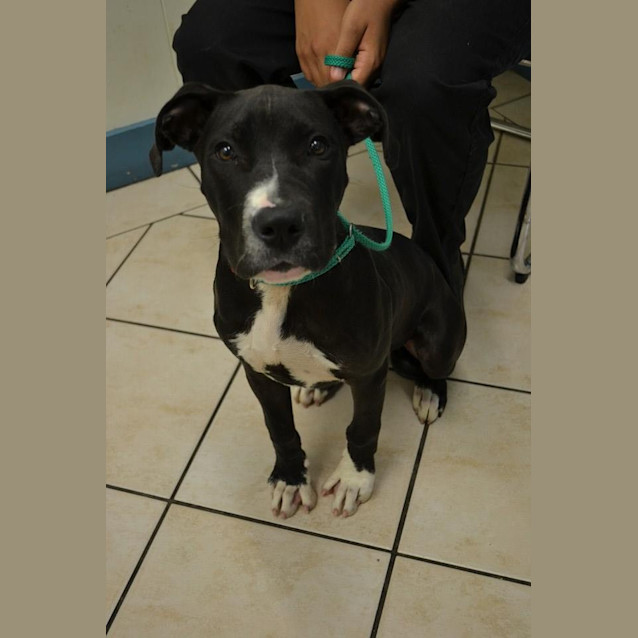 Photo of Charly Needs Out Of The Pound!