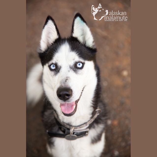 Photo of Stella