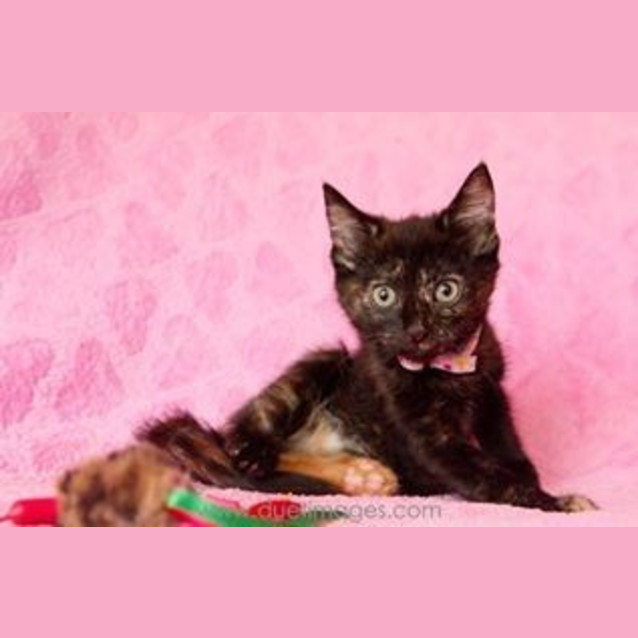 Photo of Pippa