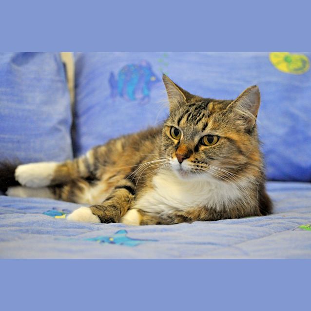 Photo of Topsy (Bn C280)