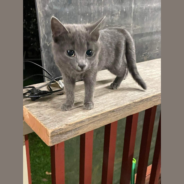 Photo of Pepper