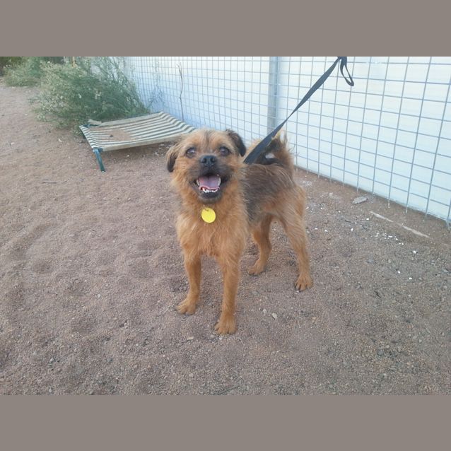 Photo of Chewbacca (Chewy)