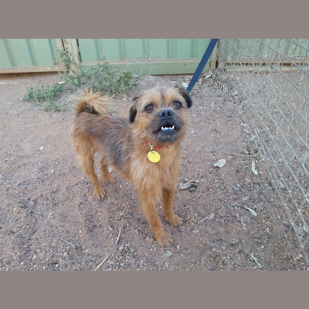 Photo of Chewbacca (Chewy)