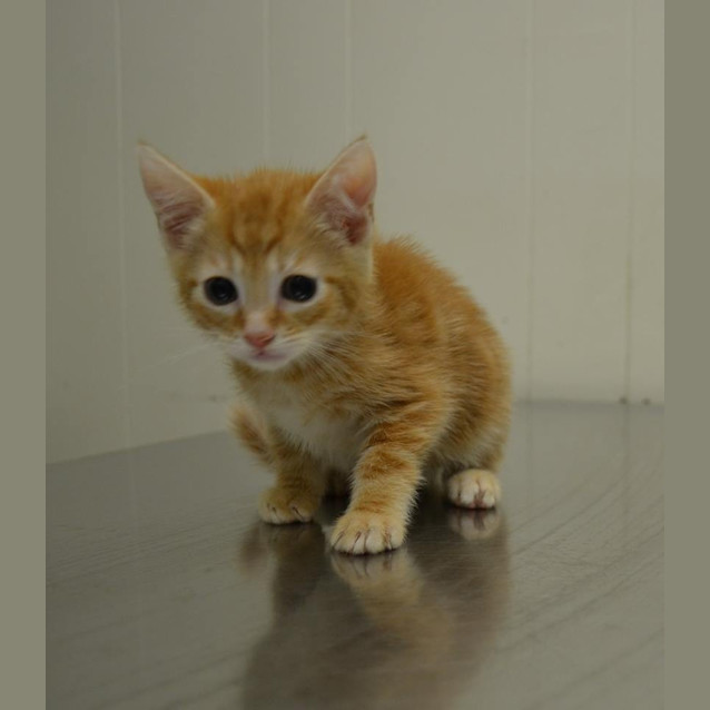 Photo of Baby Stevey Needs A Loving Home!