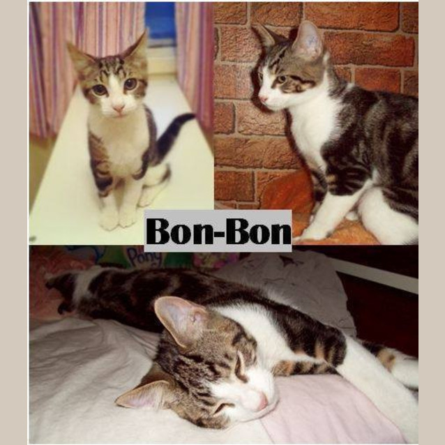 Photo of Bon Bon