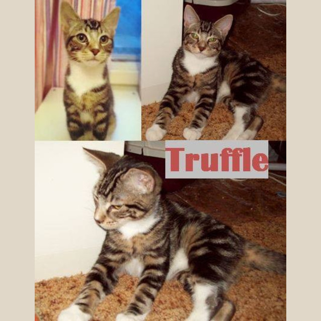 Photo of Truffle