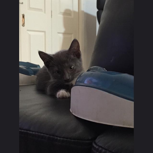 Photo of Houdini