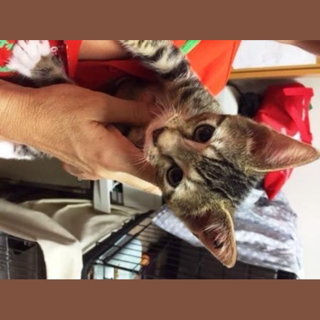 Photo of Rascal