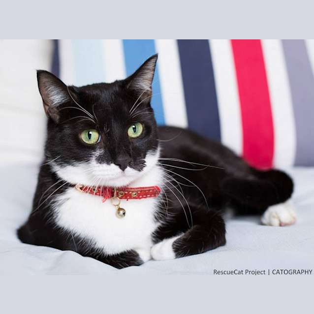 Photo of "Sanza"   Purrfect Match