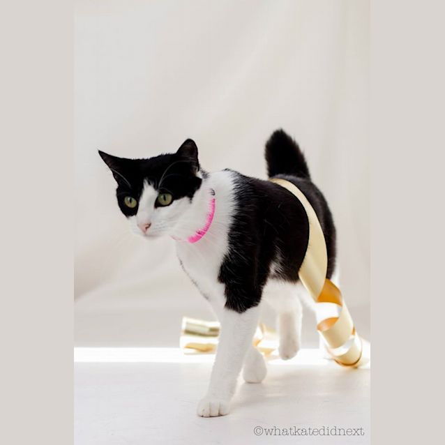 Photo of "Vienna"   Purrfect Match