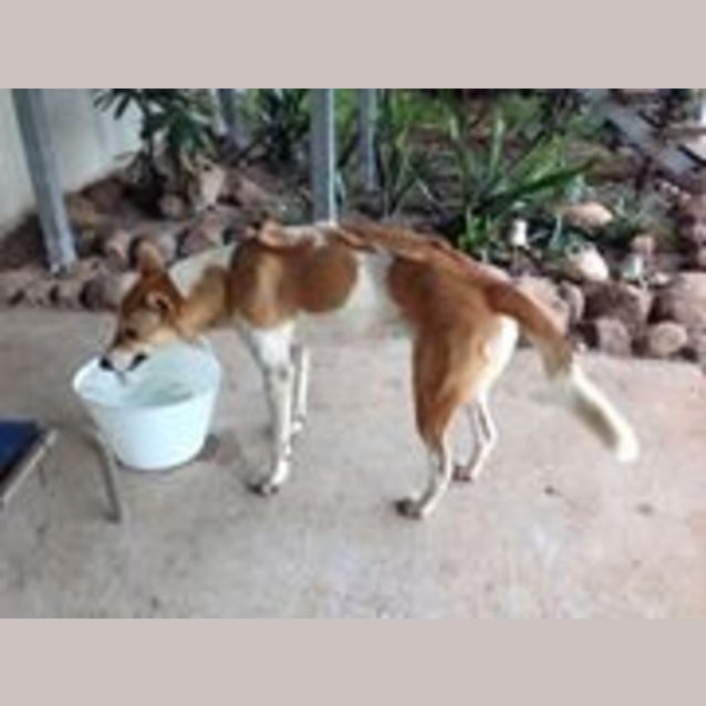 Photo of Sheba