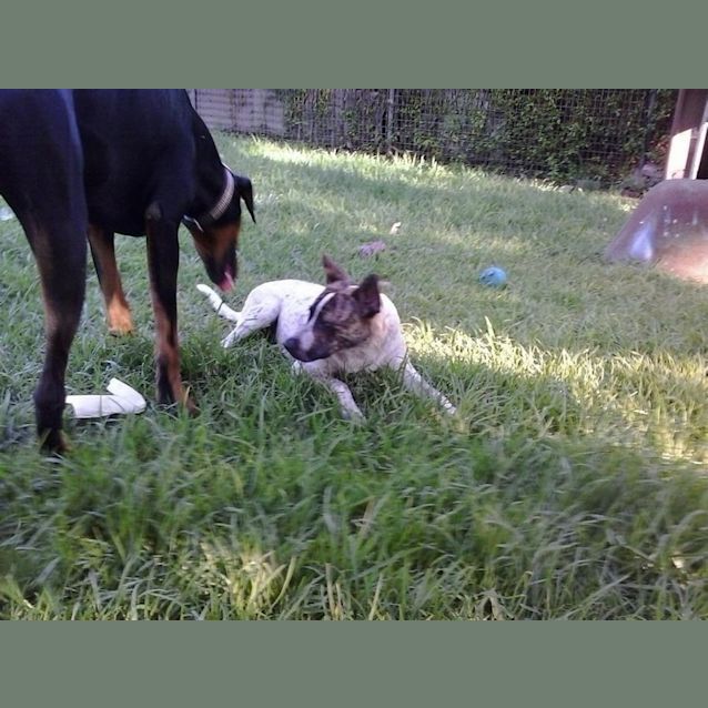 Photo of Charlie ~ Located Parramatta Area