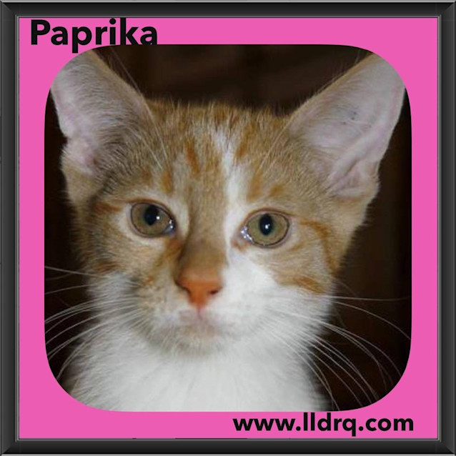 Photo of Paprika