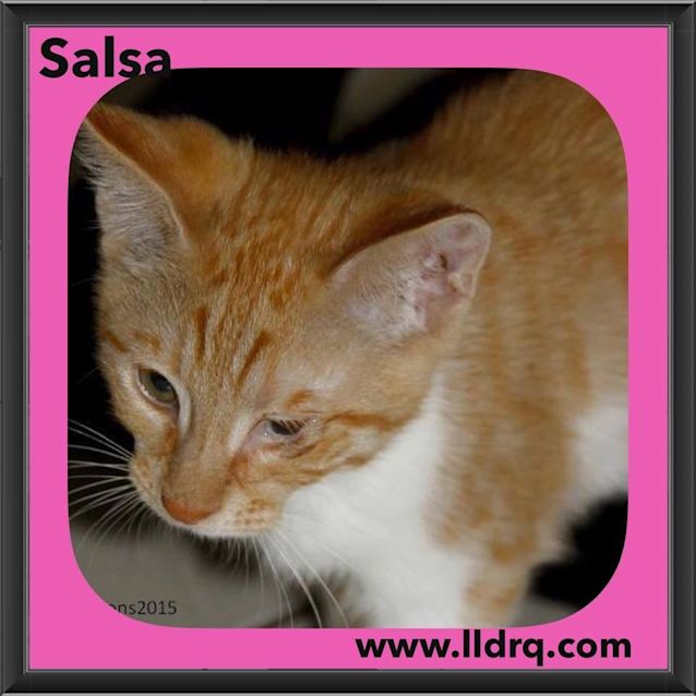Photo of Salsa 