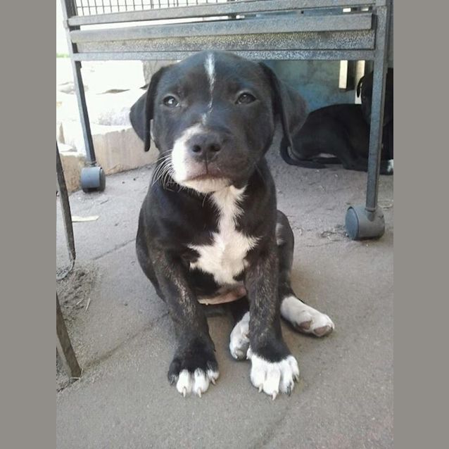 Photo of Moose