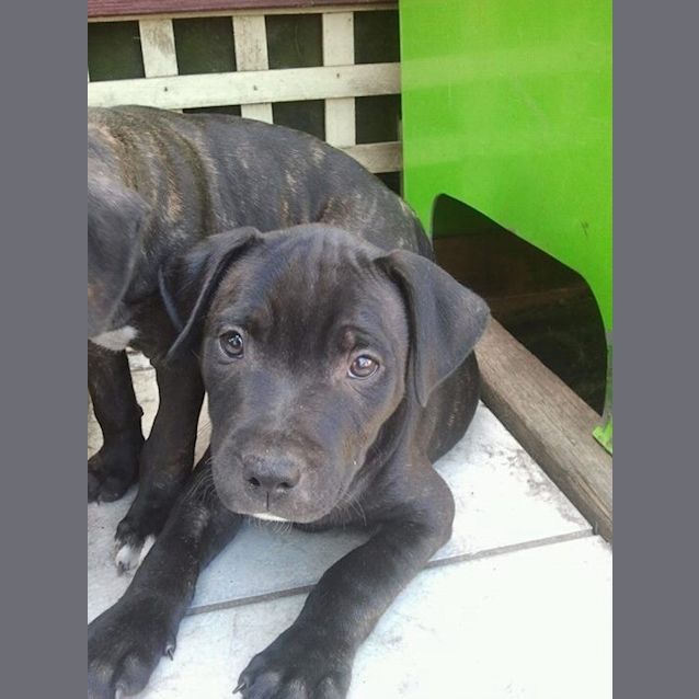Photo of Rex