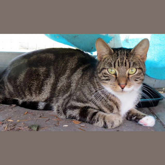 Photo of "Hemmingway"   Purrfect Match