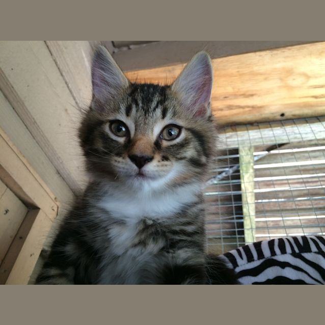 Photo of Mork (Located In Eltham)
