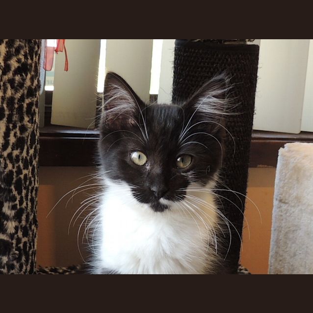 Photo of Meeka
