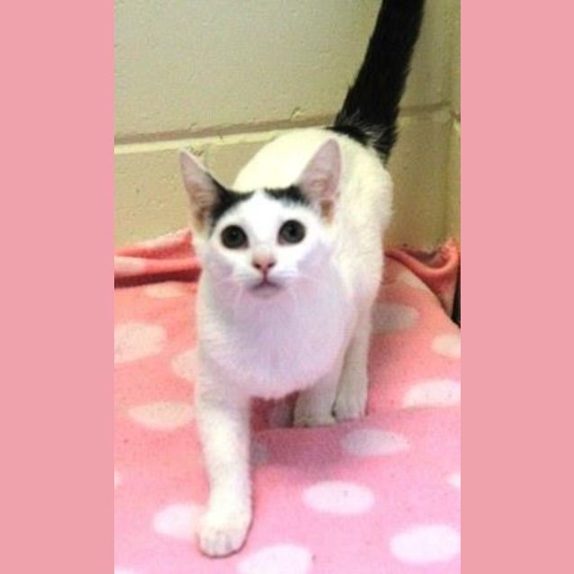 Photo of Tinkerbell