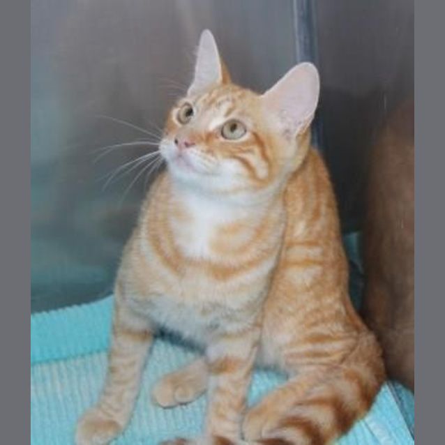 Photo of Marmalade