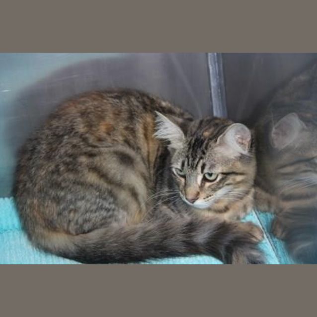 Photo of Peanut