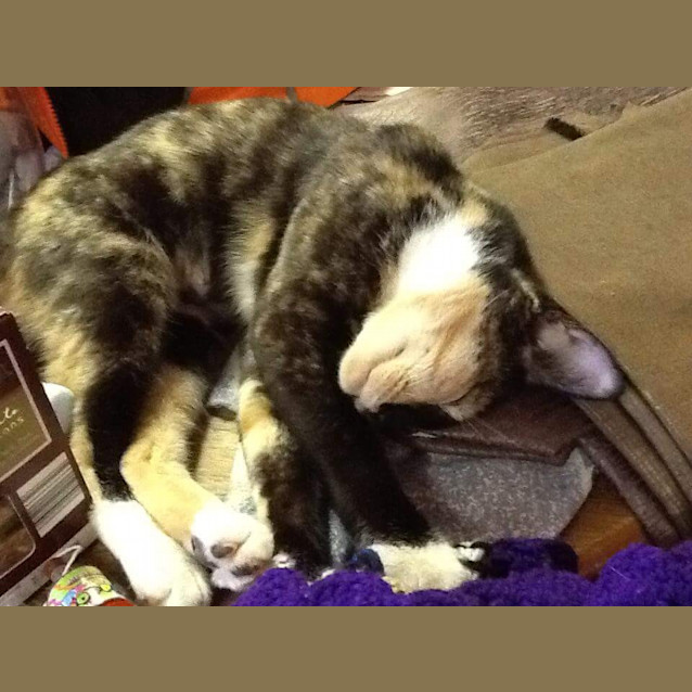 Photo of Cinnamon *Dog Friendly