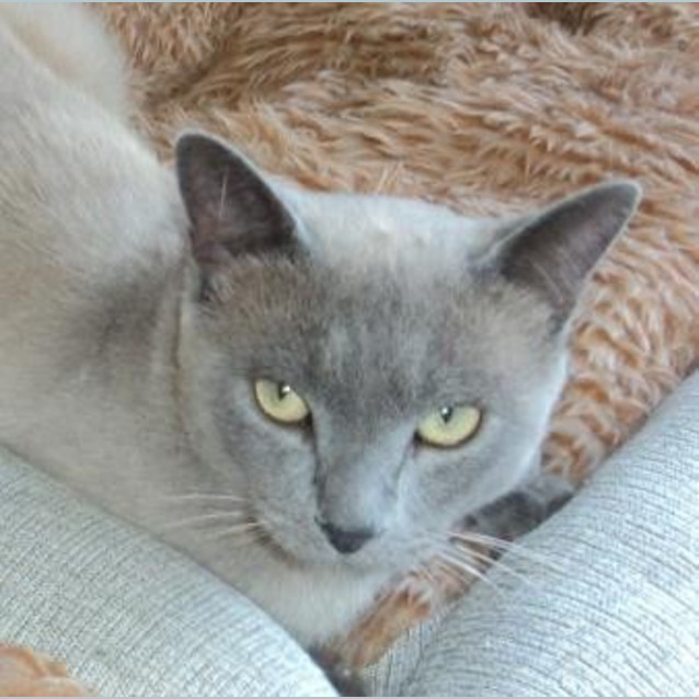 Photo of Bonsai