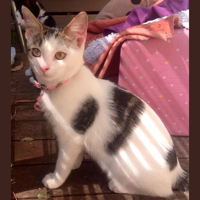 Photo of Xena